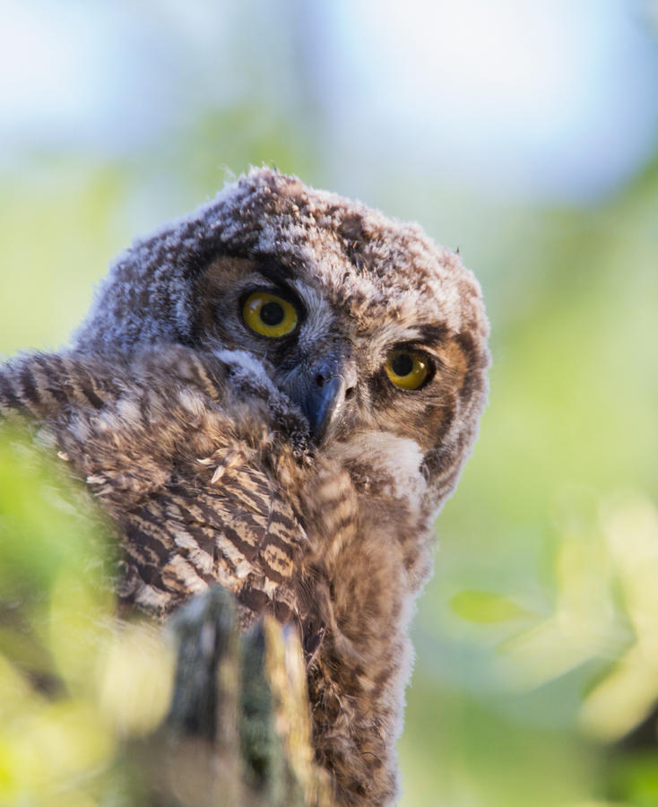 Baby Owl Portrait Photograph by Angie Vogel