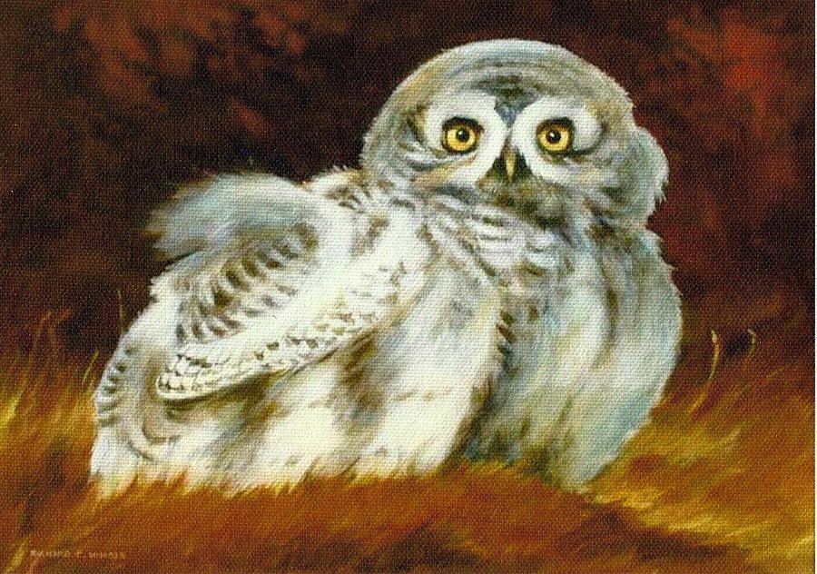 Baby Owl Painting by Richard Hinger