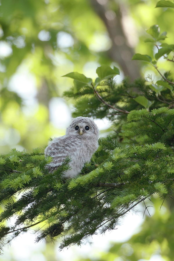 Baby Owl Photograph by Tsuntsun