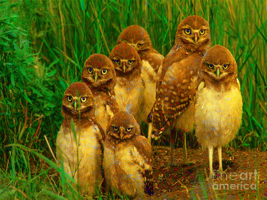 Baby Owls Mixed Media by Marvin Blaine