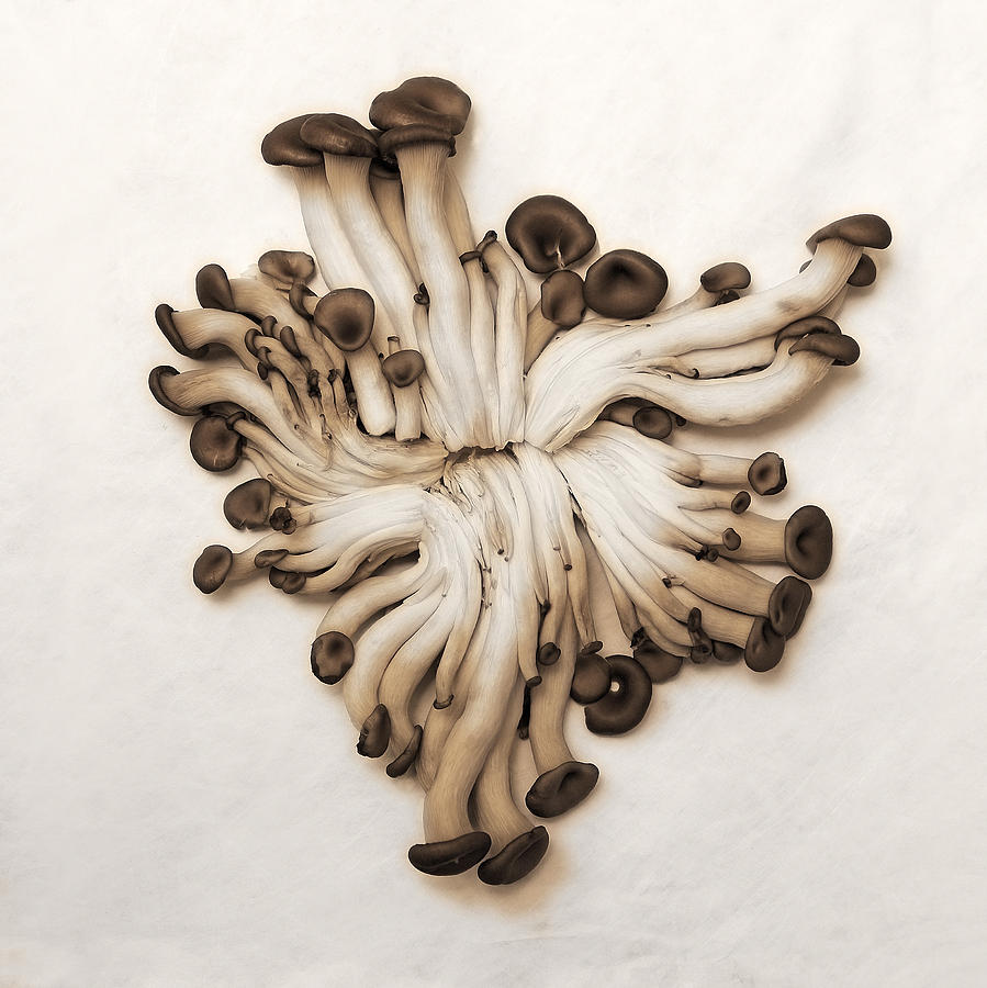 Baby Oyster Mushroom Photograph by Viktor Savchenko