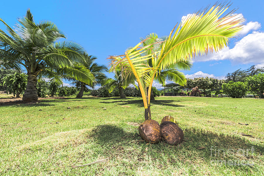 Coconut Photograph - Baby Palm Tree by Aloha Art
