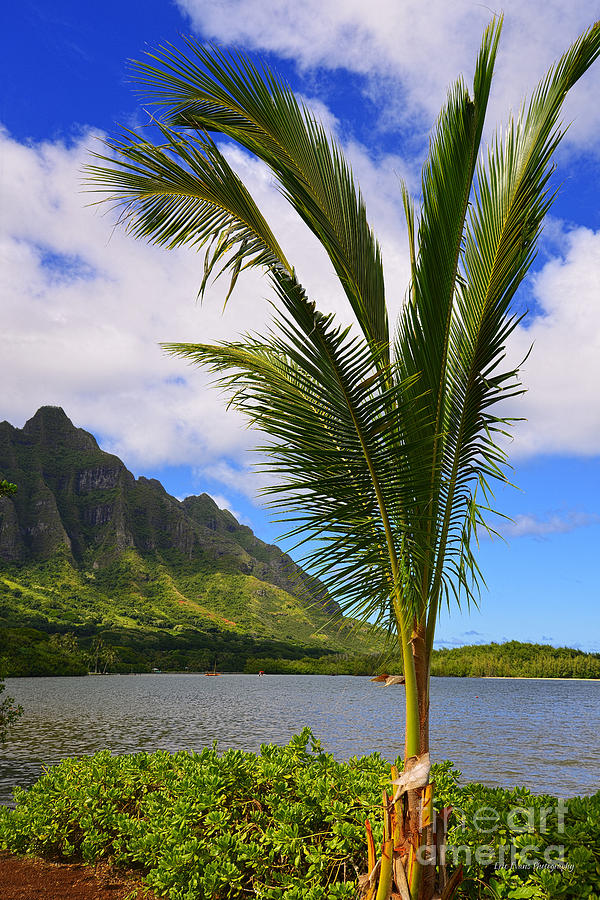 Kaneohe Bay Photograph - Baby Palm Tree in Front of the Koolau Mountains by Aloha Art