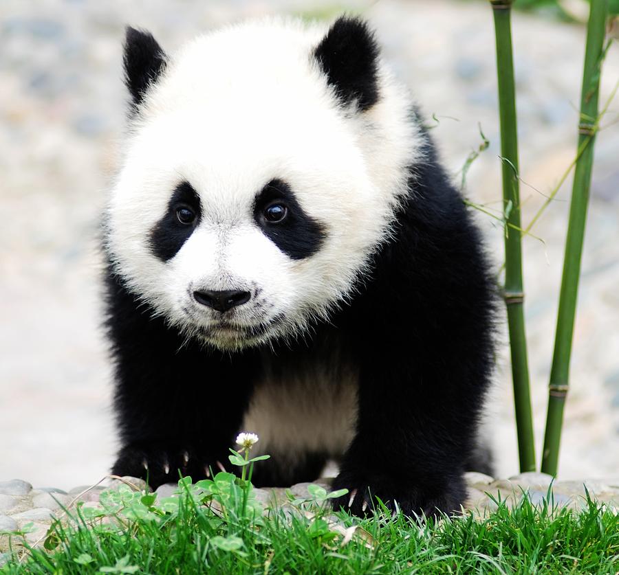 Baby panda bear, China Photograph by Raymond Liu , Hong Kong