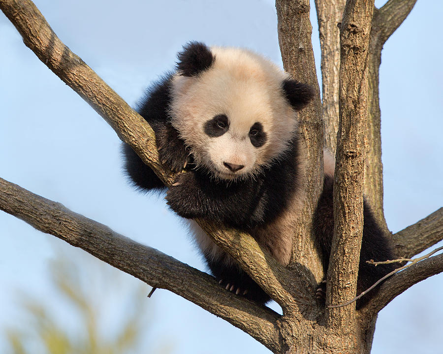 Baby Panda in Treetop Photograph by Jack Nevitt