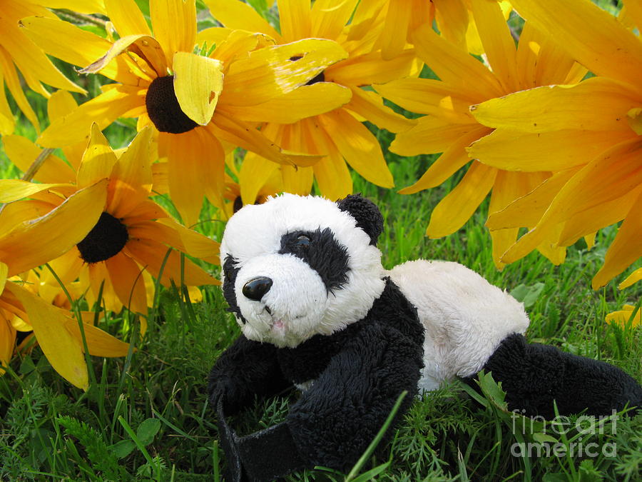 Daisy Photograph - Baby panda under the golden sky by Ausra Huntington nee Paulauskaite