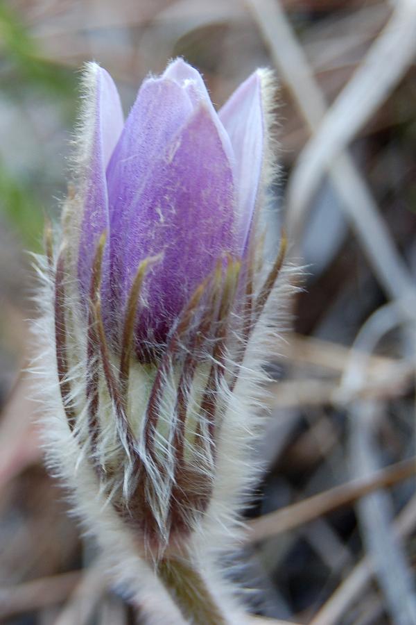Baby Pasqueflower Photograph by Greni Graph