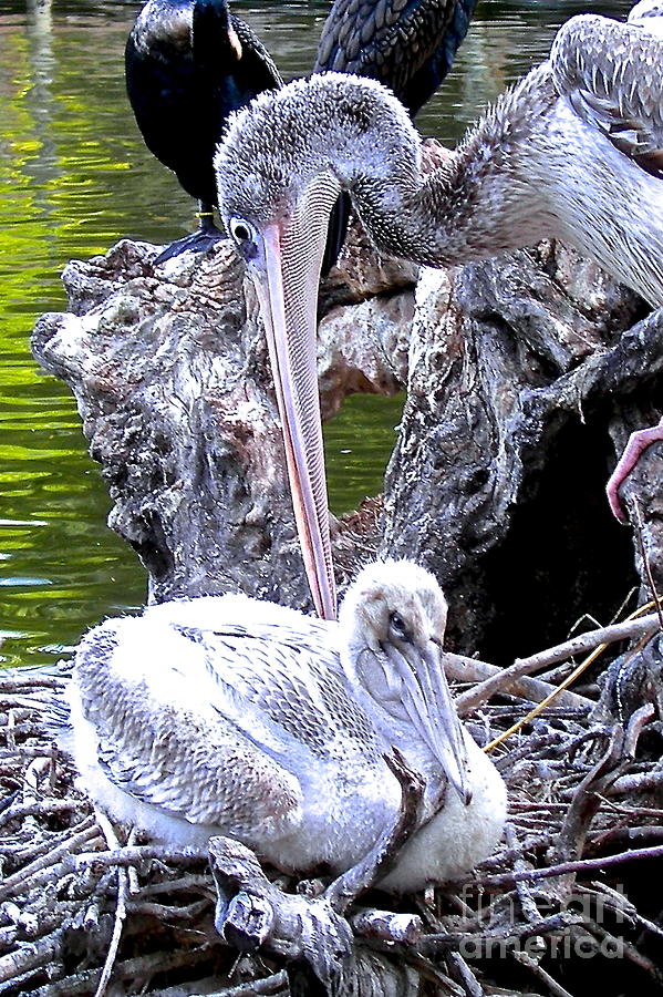 Baby Pelican and Mama Photograph by Carol  Bradley