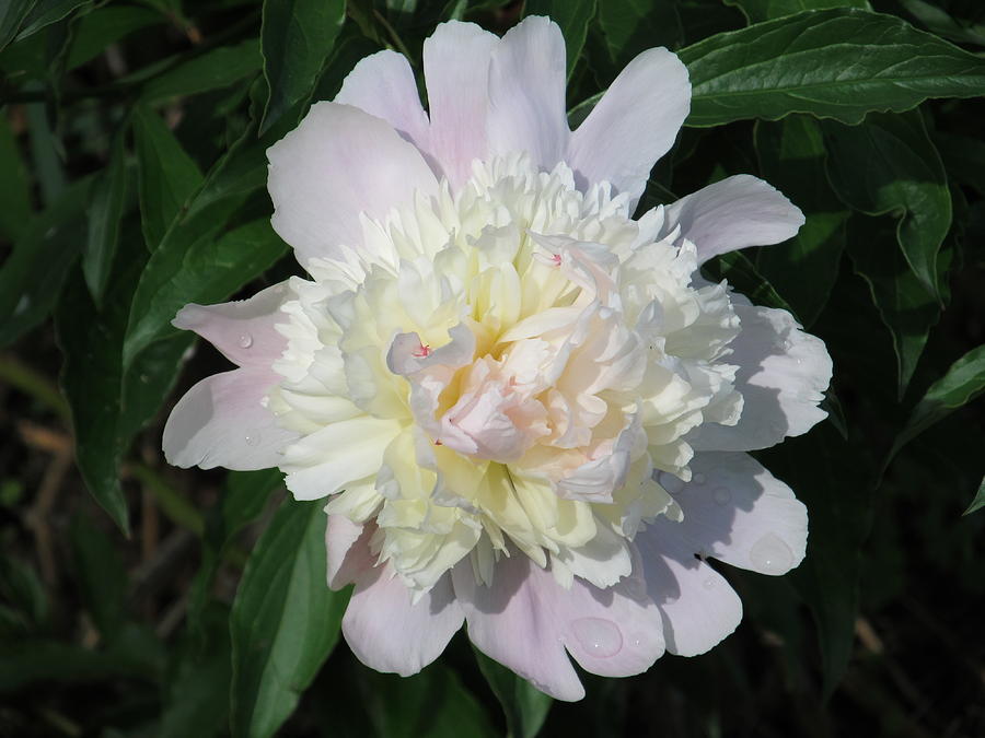 Flower Photograph - Baby Peony in Bloom by Tina M Wenger