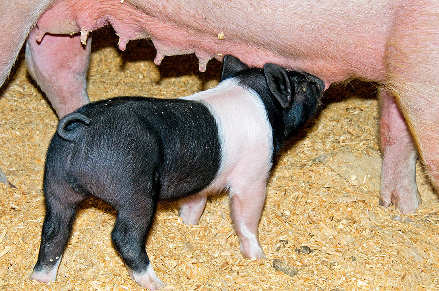 Baby Pig Nursing Photograph by Millard H. Sharp - Fine Art America