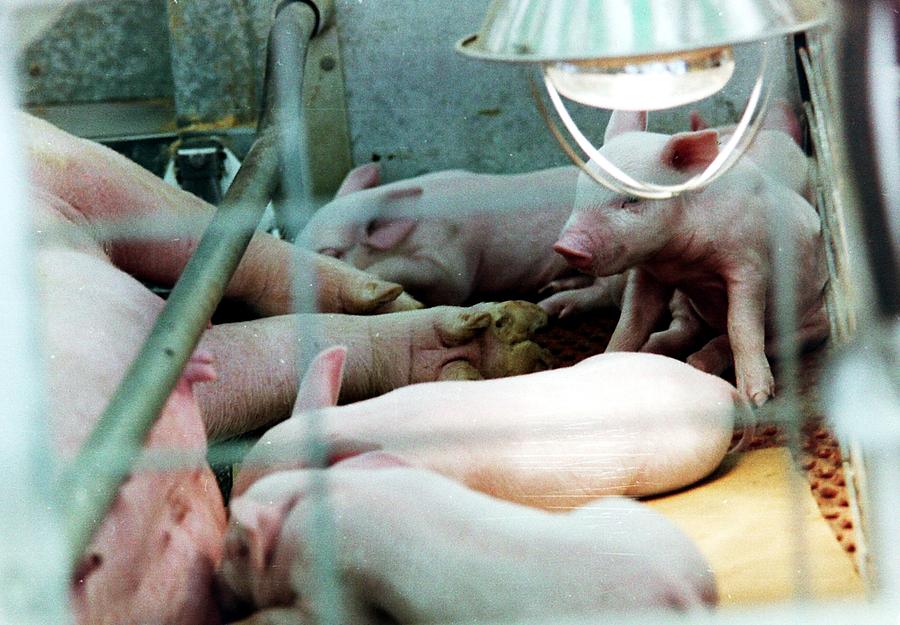 Baby pigs Photograph by Karl Rose