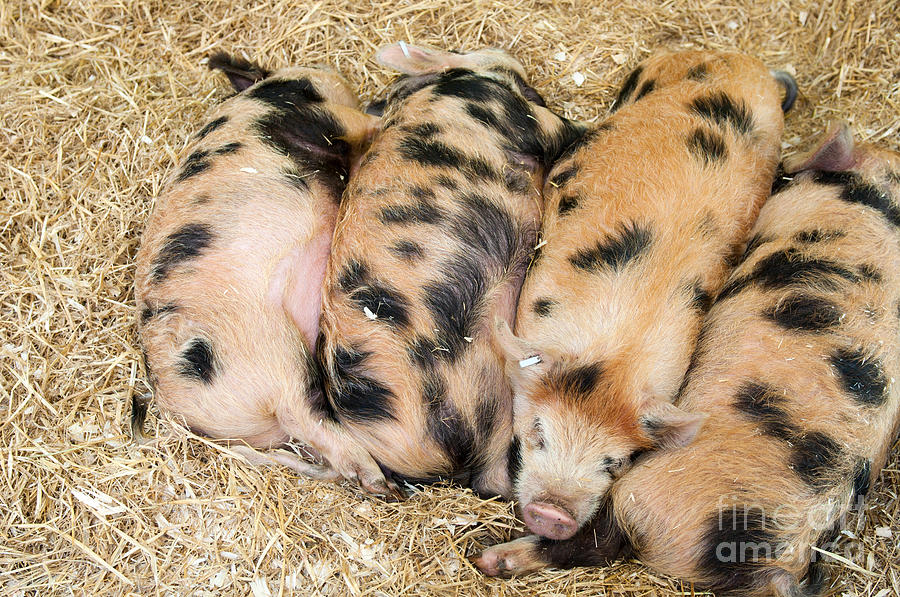 Pig Photograph - Baby pigs by Luis Alvarenga