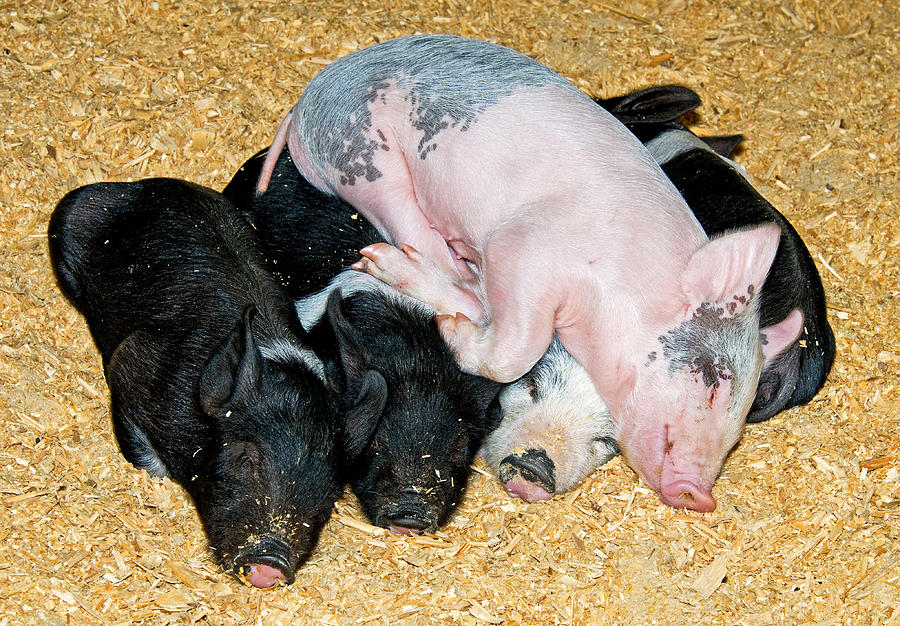 Baby Pigs Sleeping Photograph by Millard H. Sharp