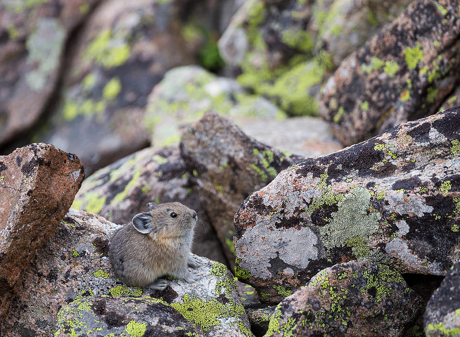 Baby Pika by Michael Chatt Baby Pika by Michael Chatt