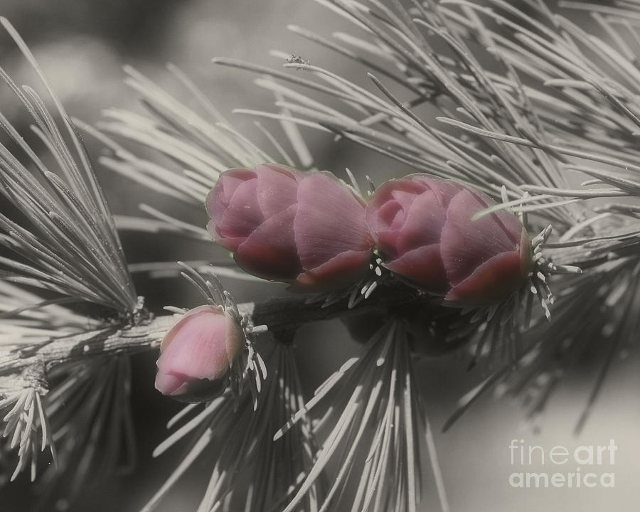 Baby Pine Cones In Partial Color Photograph by Smilin Eyes Treasures