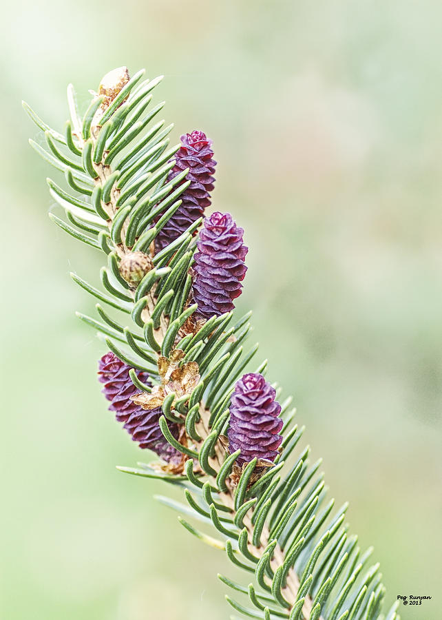 Baby Pine Cones Photograph by Peg Runyan