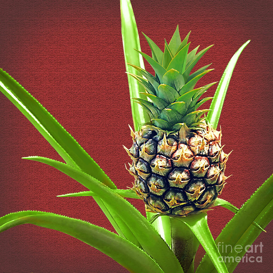 Fruit Photograph - Baby Pineapple by Joseph Vittek