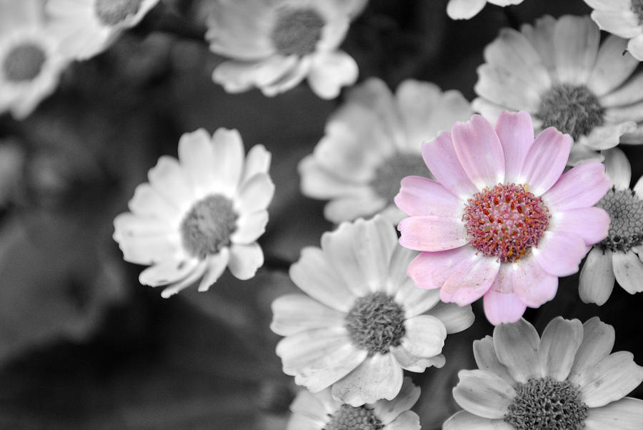 Daisy Photograph - Baby pink  daisy by Sumit Mehndiratta