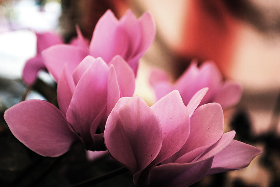 Flower Photograph - Baby pink petals by Sumit Mehndiratta
