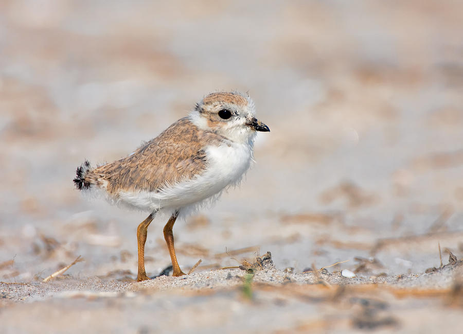 Baby Piping Plover Photograph by I Cale - Fine Art America