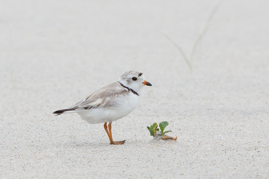 Baby Piping Plover Photograph by Jack Nevitt