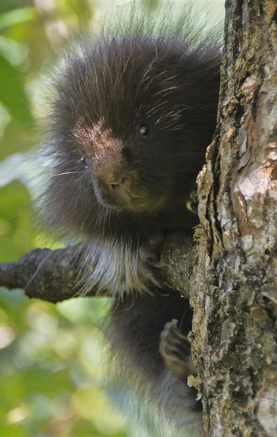 Baby Porcupine Photograph by Betty Eich