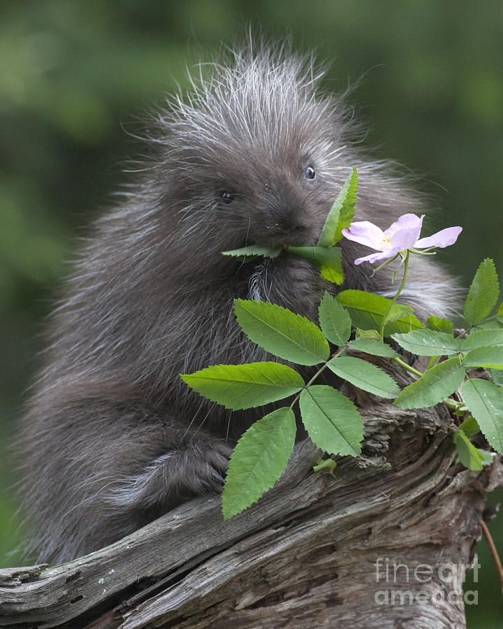 Baby Porcupine Photograph by Jack Nevitt