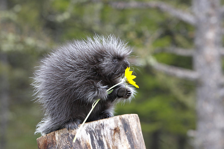 Baby Porcupine With Flower Photograph by M. Watson