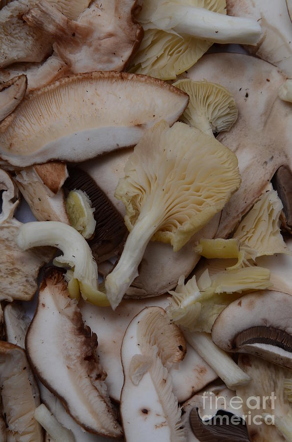 Mushroom Photograph - Baby Portobello & Oyster Mushrooms by Photo Researchers, Inc.