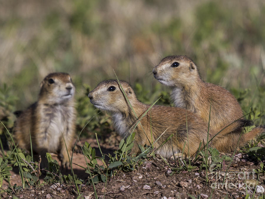 Baby Prairie Dogs Photograph by Steve Triplett