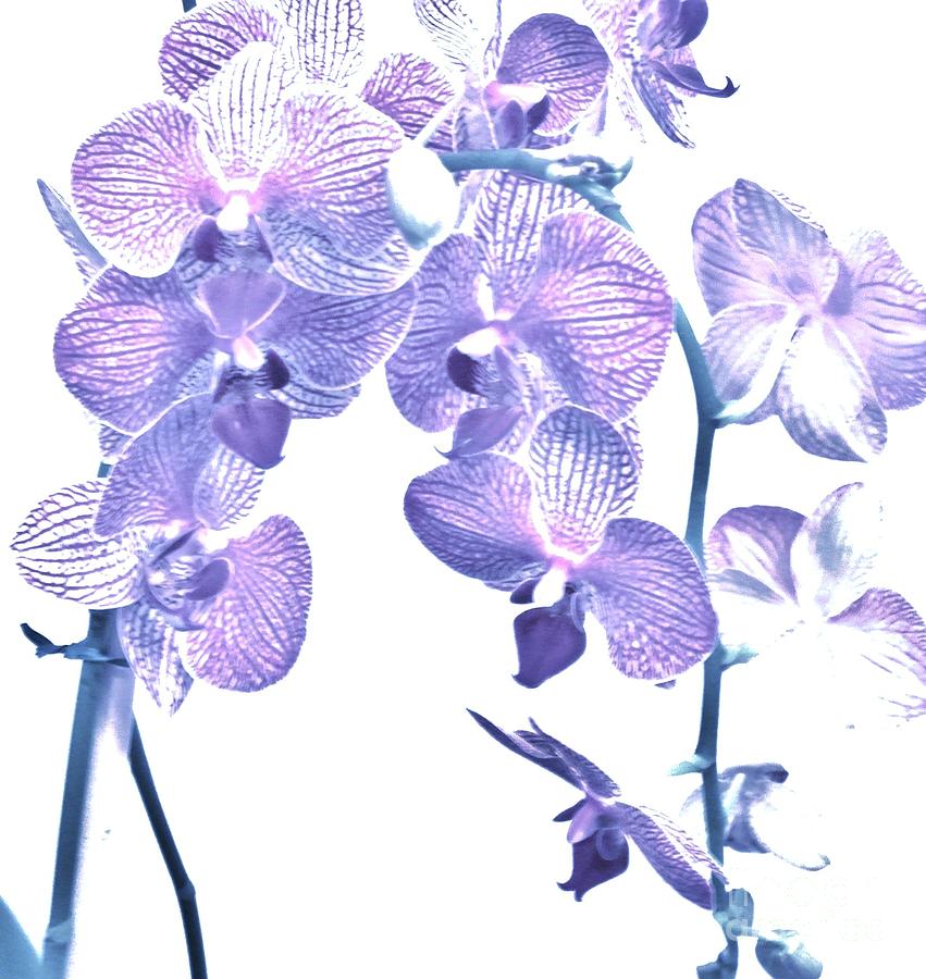 Baby Purple Orchids Photograph by Marsha Heiken