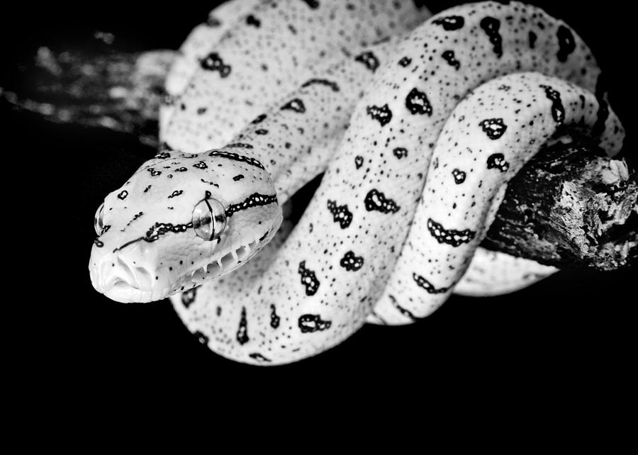 Baby Python Photograph by Patrick Lynch - Fine Art America