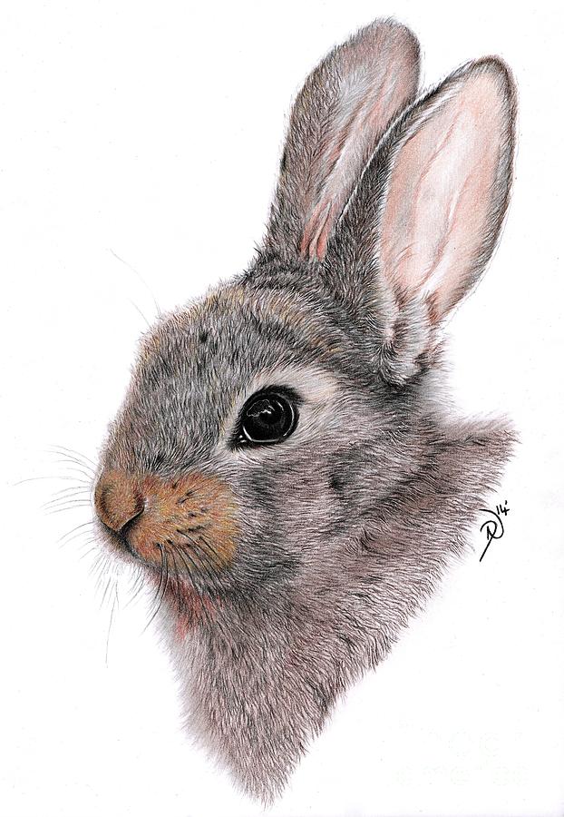 Baby Rabbit Drawing  by Deborah Nicholas