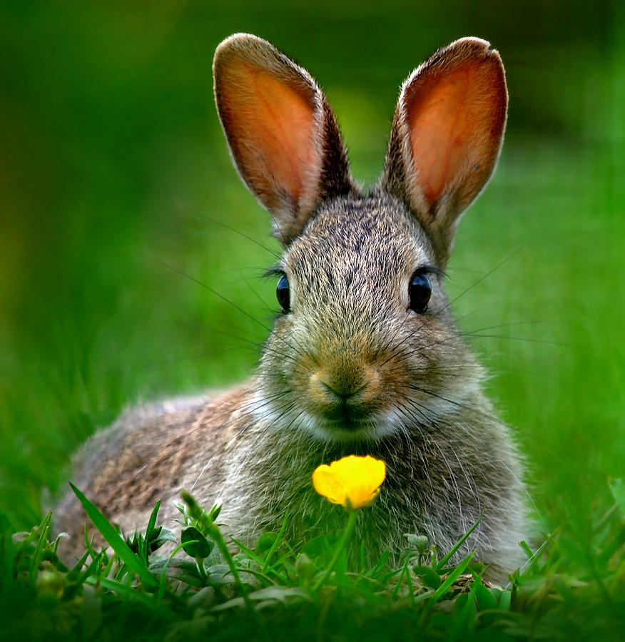 Baby rabbit Photograph by Gavin Macrae