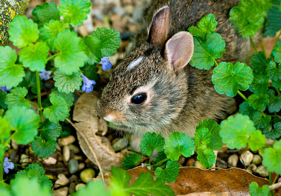 Baby Rabbit Photograph by Virginia Folkman