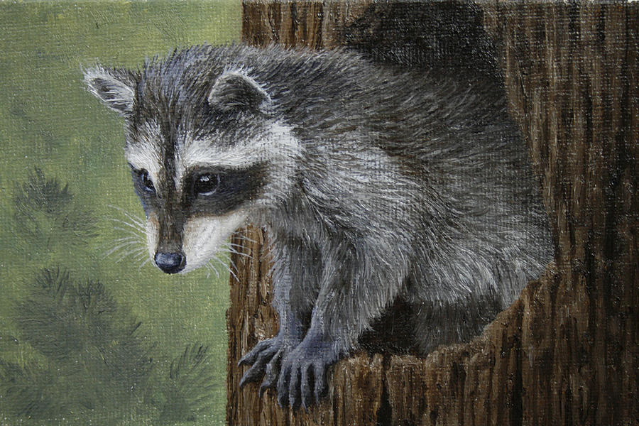 Baby Raccoon Painting by Crista Forest