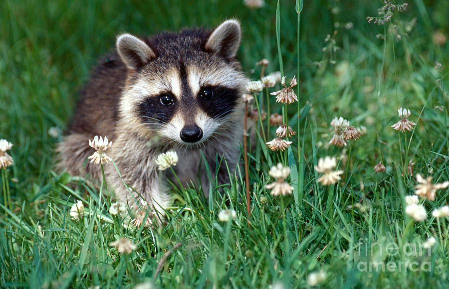Raccoon Photograph - Baby Raccoon by Jeanne White