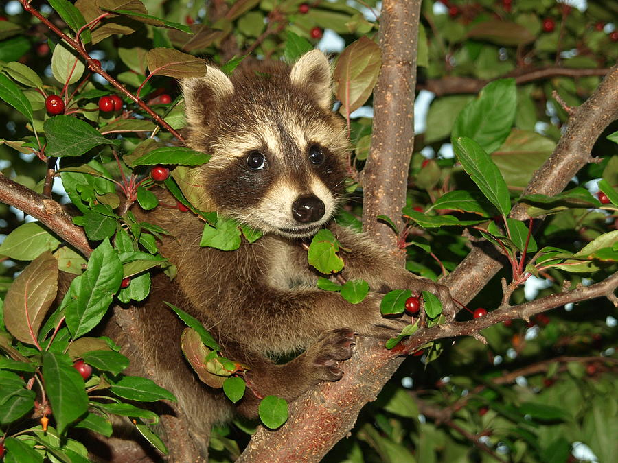 Wildlife Photograph - Baby Raccoon by James Peterson