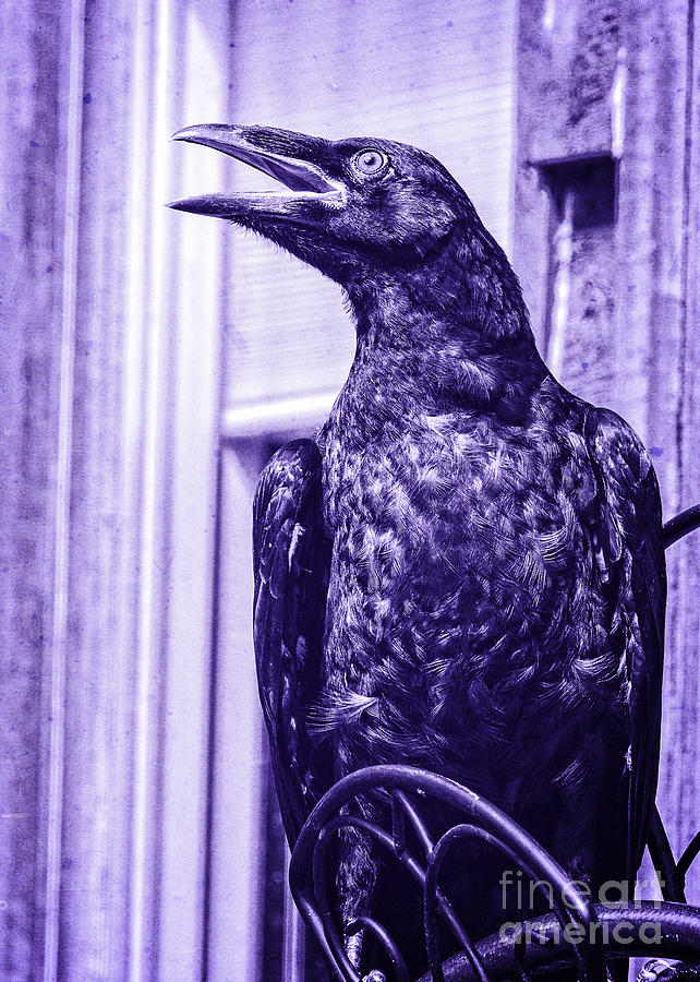 Baby Raven Speaks Photograph