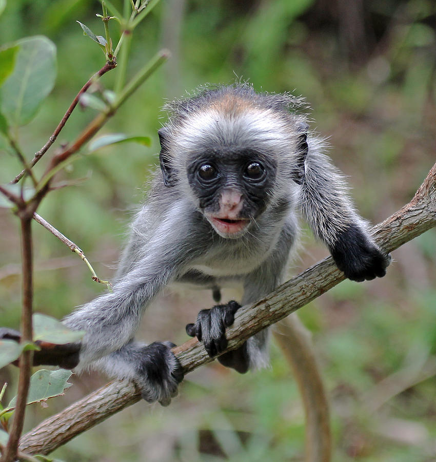 Baby Red Colobus Monkey Photograph by Tony Murtagh