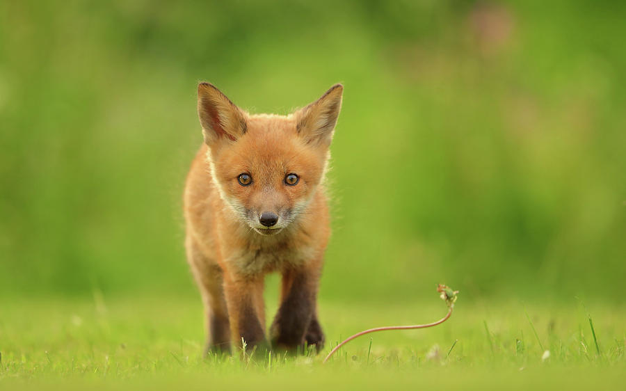 Wildlife Photograph - Baby Red Fox by Assaf Gavra