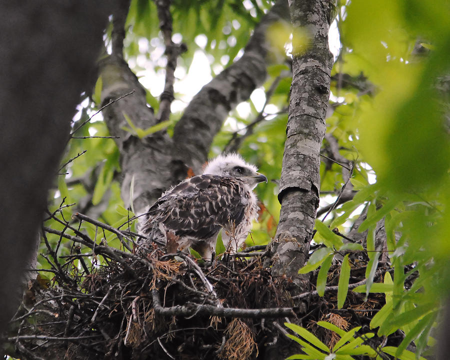 Baby Red Shouldered Hawk in Nest Photograph by Jai Johnson