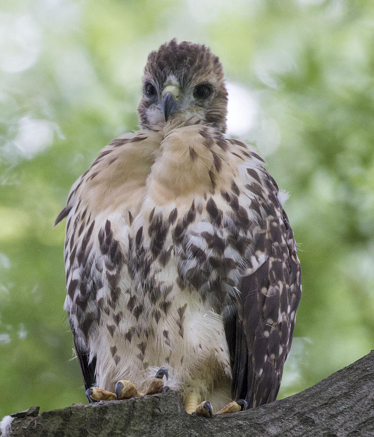 All 97+ Images baby red tail hawk photos Superb