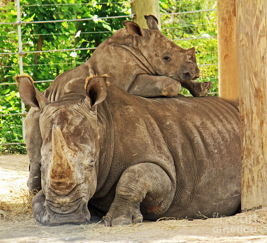 Baby Rhino and Mom Photograph by Terri Mills