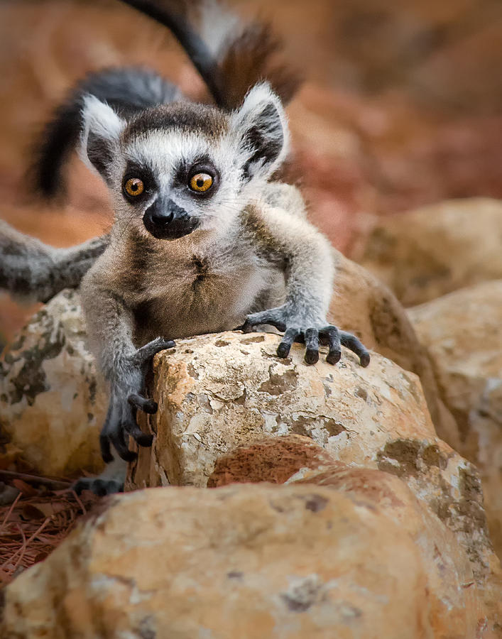 Baby Ringtail Lemur Photograph by Linda Villers