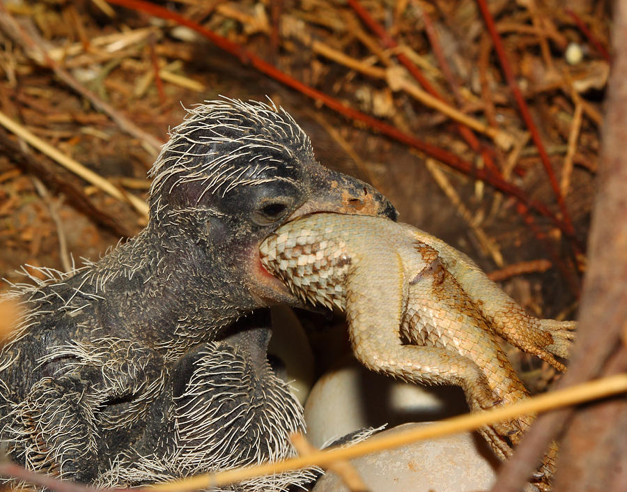 [Image: baby-roadrunner-eating-a-lizard-old-pueb...graphy.jpg]