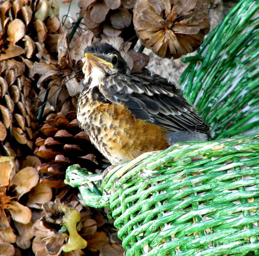 Baby robin about to leave the nest photograph by rose santuci sofranko 