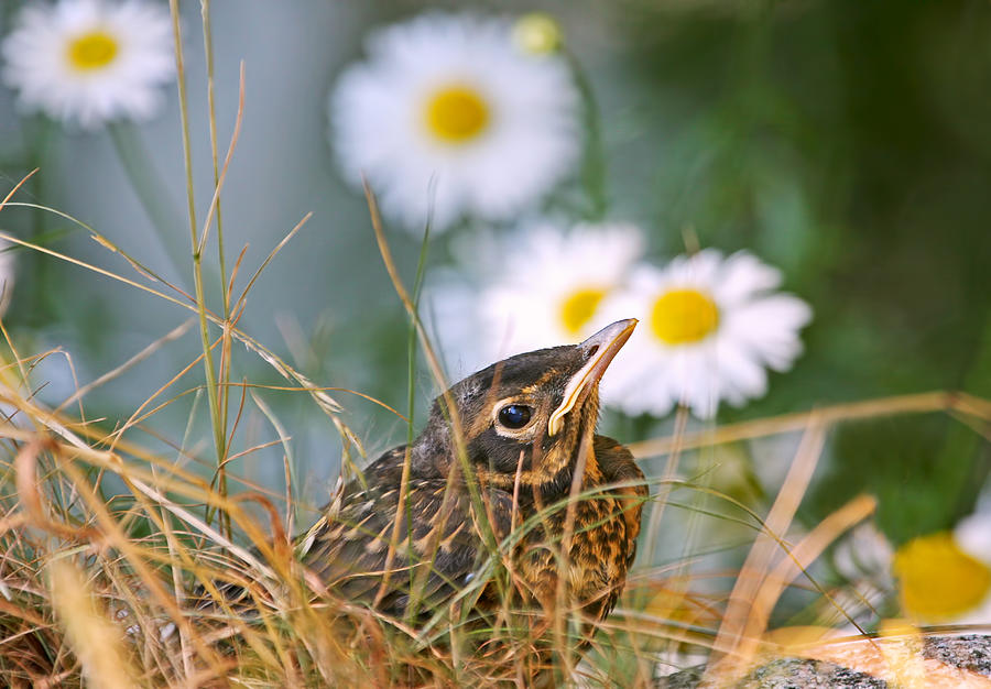 Baby Robin and Daisies  Photograph by Peggy Collins