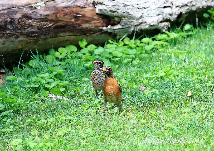 Baby Robin and Mom Photograph by PJQandFriends Photography