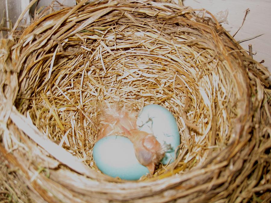 Egg Photograph - Baby Robin by Kristine Bogdanovich